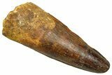 Fossil Spinosaurus Tooth - Feeding Worn Tooth #370700-1
